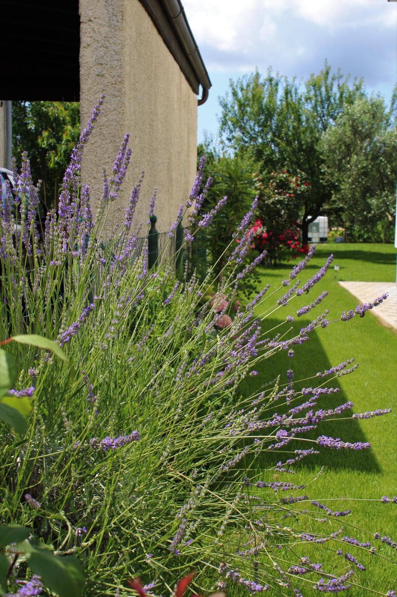Apartman Nelle